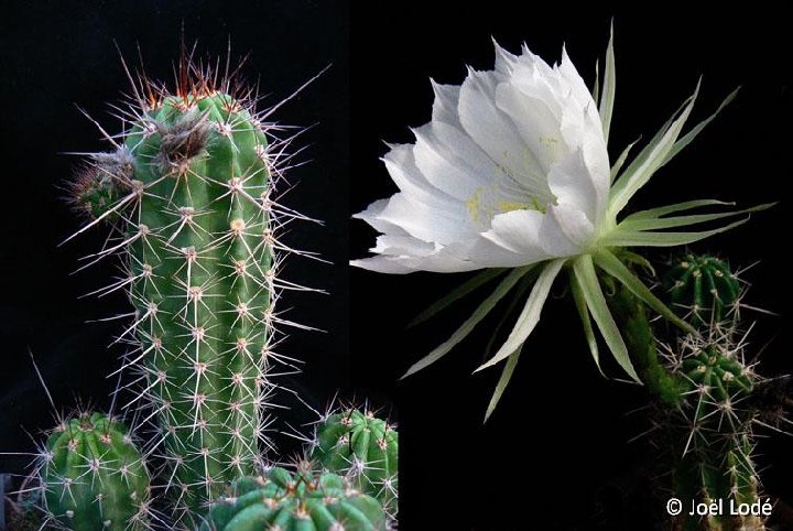 Echinopsis bridgesii  RCB311 Rio Abajo, Bolivia, 3560m alt. ©JLcoll.1401